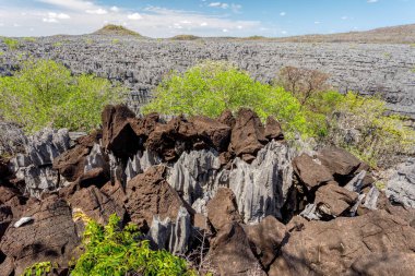 Ulusal Park Ankarana, Madagaskar ve Afrika 'da Tsingy olarak bilinen fantastik aşınmış kireçtaşı kulelerinin eşsiz kaya oluşumları.