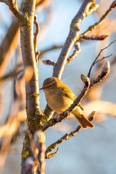 Pequeno Pássaro Canto Willow Warbler Phylloscopus Trochilus Sentado Ramo Passarinho — Fotografia de Stock