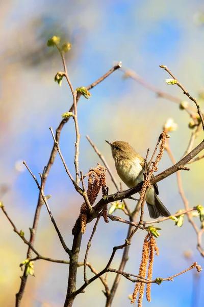 小歌鸟柳莺 Phylloscopus Trochilus 坐在树枝上 小鸣禽在自然栖息地 春天的时候捷克共和国 欧洲野生动物 — 图库照片