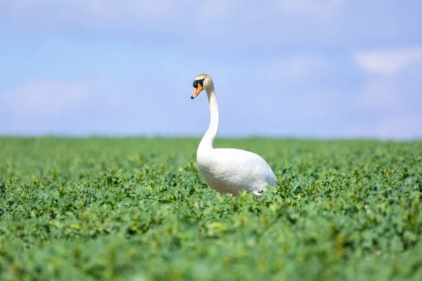 Cisne Mudo Pájaro Salvaje Europeo Común Cygnus Olor Caminando Alimentándose — Foto de Stock