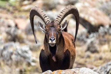 male of very rare Walia ibex, Capra walie, rarest ibex in world in Simien Mountains in Northern Ethiopia, Africa Wildlife clipart
