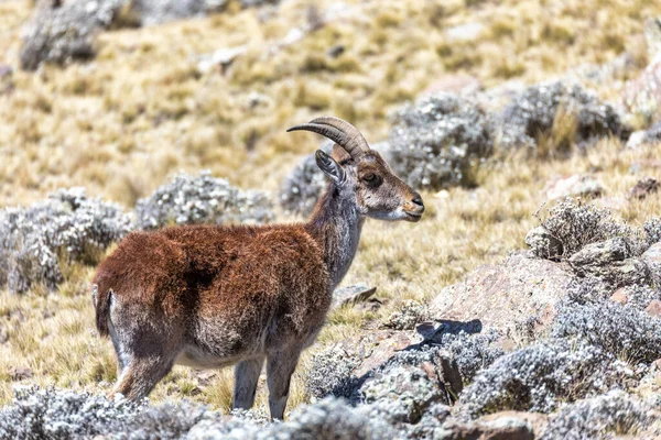 Femmina Rarissimo Stambecco Walia Capra Walie Stambecco Più Raro Mondo — Foto Stock