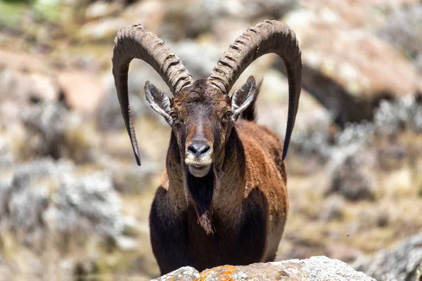 Самець Дуже Рідкісного Виду Walia Ibex Capra Walie Рідкісний Ібекс — стокове фото