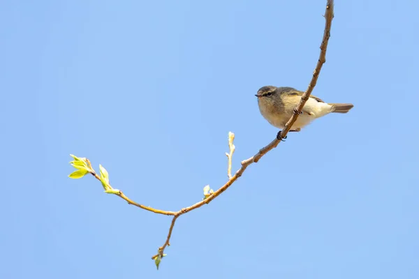 Маленькая Певчая Птичка Willow Warbler Phylloscopus Trochilus Сидит Ветке Маленькая — стоковое фото