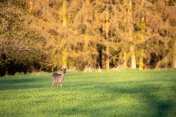 Das Männchen Des Europäischen Rehwildes Capreolus Capreolus Weidet Auf Einer — Stockfoto