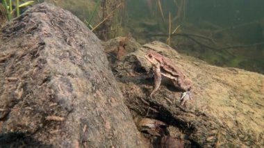 Ortak kurbağa, Bufo bufo, Çek Cumhuriyeti, Avrupa vahşi yaşamı