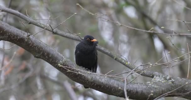 Самец коммонской черной птицы в природе — стоковое видео