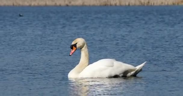 Άγρια βουβός κύκνος πουλιών την άνοιξη στη λίμνη — Αρχείο Βίντεο