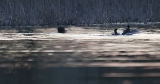 Fågel Eurasiska sot Fulica atra på damm — Stockvideo