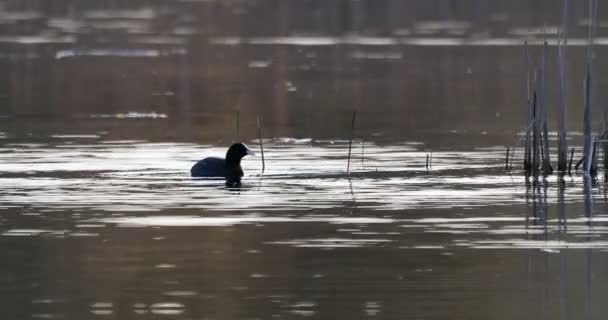 Fågel Eurasiska sot Fulica atra gömmer sig i vass — Stockvideo