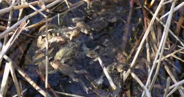 Erdkröte, Bufo bufo, Tschechische Republik, Europa Tierwelt — Stockvideo