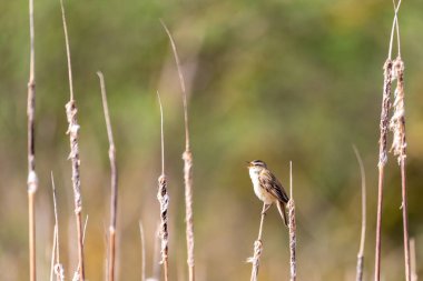 Sazlıkların üzerinde oturan küçük ötücü kuş Sedge warbler (Acrocephalus schoenobaenus). Doğal ortamında öten küçük bir kuş. Bahar geldi. Çek Cumhuriyeti, Avrupa yaban hayatı