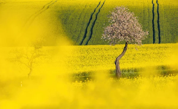 Křivky Linie Letní Venkovské Krajiny Řepným Polem Bílými Kvetoucími Třešněmi — Stock fotografie