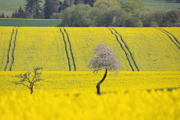 Yazın Tecavüz Tarlası Beyaz Çiçekli Kiraz Ağacı Olan Kırsal Bölgelerin — Stok fotoğraf