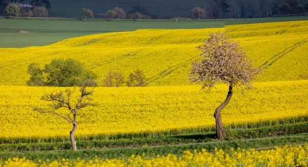 Krzywe Linie Letniego Krajobrazu Wiejskiego Polem Rzepakowym Białą Kwitnącą Wiśnią — Zdjęcie stockowe