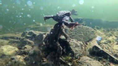 Ortak kurbağa, Bufo bufo, Çek Cumhuriyeti, Avrupa vahşi yaşamı