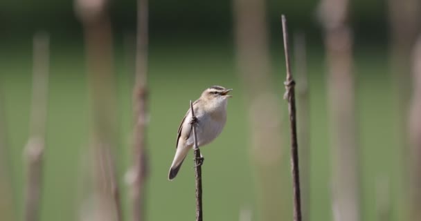 Small song bird Sedge warbler, Europe wildlife — ストック動画