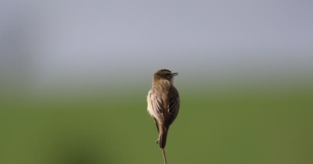 Malý zpěvný ptáček Šedý trpaslík, volně žijící živočichové v Evropě — Stock video