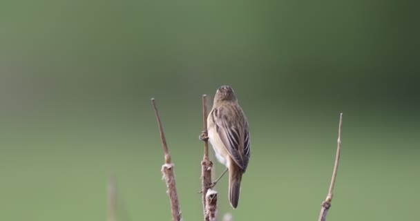 Small song bird Sedge warbler, Europe wildlife — Stock Video