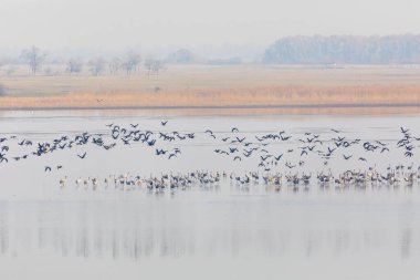 Göl kenarındaki ortak turna sürüsü, Macaristan 'ın Hortobagy Milli Parkı' na göç Avrupa 'nın ve UNESCO Dünya Mirası' nın en büyük çayır ve bozkır ekosistemlerinden biridir.