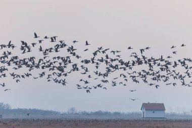 Uçan Greylag kaz sürüsü (Anser anser) puslu arazi, Hortobagy Ulusal Parkı 'nda kuş göçü, Macaristan, puszta Avrupa ve UNESCO Dünya Mirasları Alanında ünlü ekosistemlerdir.