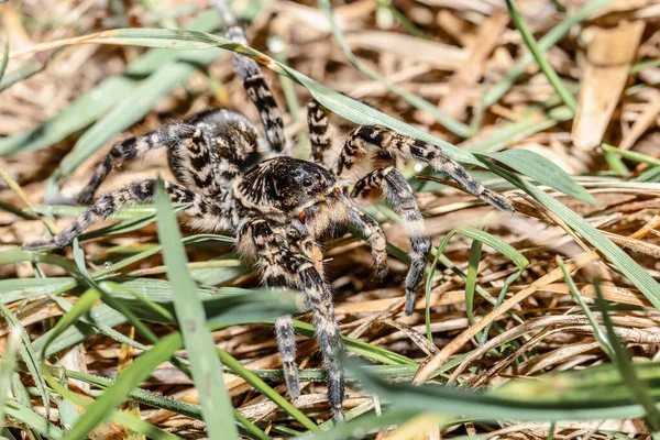 Μεγαλύτερη Ευρωπαϊκή Αράχνη Geolycosa Vultuosa Στο Φυσικό Περιβάλλον Hortobagy Εθνικό — Φωτογραφία Αρχείου