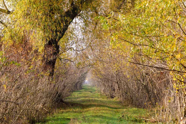 Herbst Farbige Gasse Hortobagy Nationalpark Ungarn Puszta Ist Berühmte Ökosysteme — Stockfoto