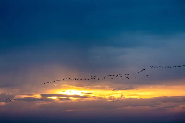 silhouette of flying flock of birds, Common Crane (Grus grus) against sunset sky, migration in the Hortobagy National Park, Hungary puszta, European ecosystems in UNESCO World Heritage Site