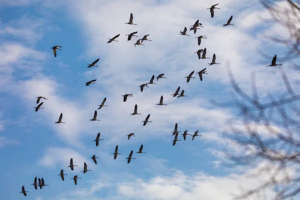 Bandada Voladora Aves Grulla Común Grus Grus Migración Parque Nacional — Foto de Stock