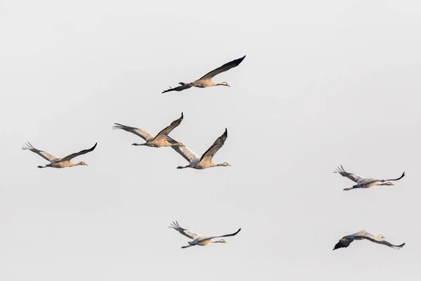 flying flock of birds, Common Crane (Grus grus), migration in the Hortobagy National Park, Hungary puszta, European ecosystems in UNESCO World Heritage Site