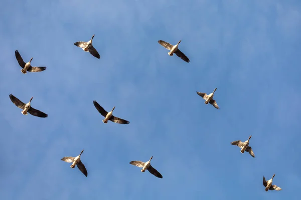 Latające Stado Gęsi Anser Anser Migracja Ptaków Parku Narodowym Hortobagy — Zdjęcie stockowe