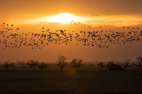 Volando Grande Gregge Greylag Oca Anser Anser Sul Paesaggio Tramonto — Foto Stock