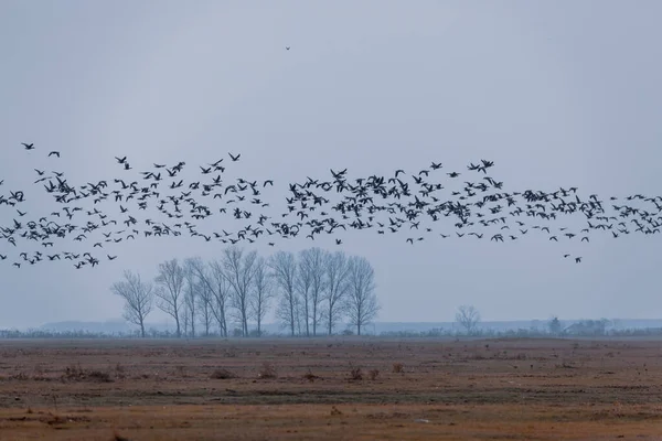 Flyger Stora Flock Greylag Gås Anser Anser Över Dimmiga Landskap — Stockfoto