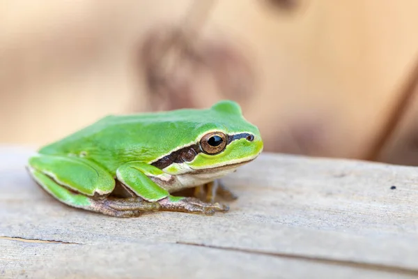 Hermosa Rana Arbórea Europea Hyla Arborea Anteriormente Rana Arborea Cañas — Foto de Stock