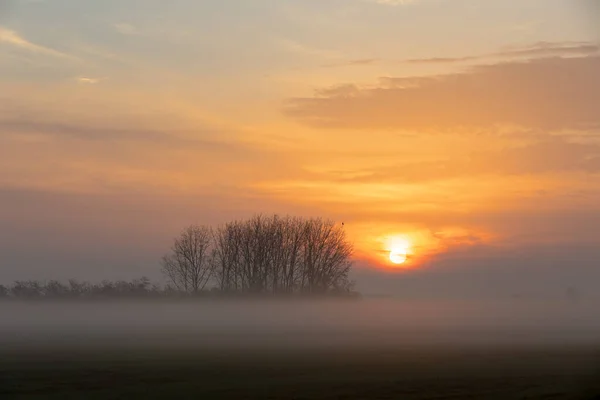 Sonnenaufgang Über Der Nebligen Landschaft Von Hortobagy Auf Einem Baum — Stockfoto