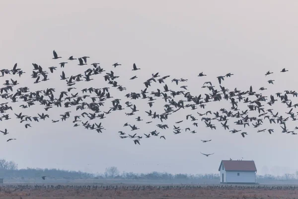 Repülő Nagy Csapat Greylag Liba Anser Anser Felett Ködös Táj Jogdíjmentes Stock Fotók