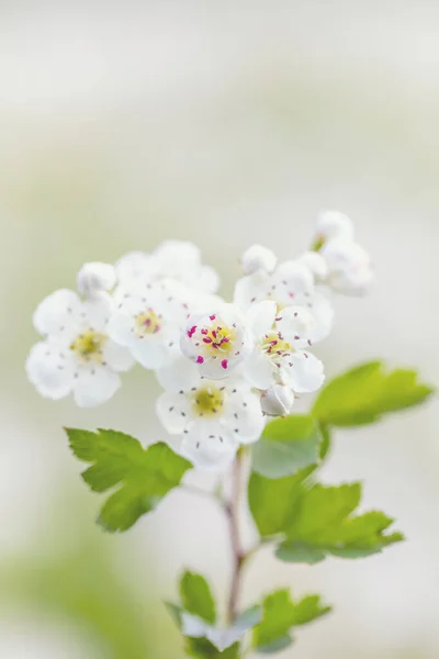 Detalhe Galho Espinheiro Midland Crataegus Laevigata Árvore Floração Branca Primavera — Fotografia de Stock