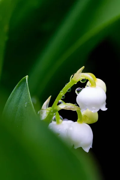 Квітуча Лілія Долини Convallaria Majalis Весняному Саду Дрібним Фокусом — стокове фото