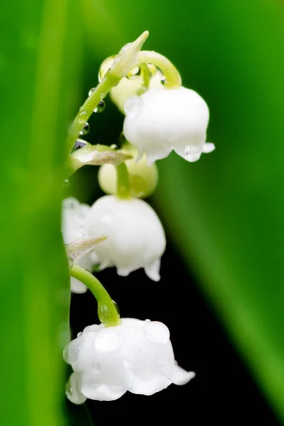 Kwitnąca Lilia Doliny Convallaria Majalis Wiosennym Ogrodzie Płytkim Ostrością — Zdjęcie stockowe
