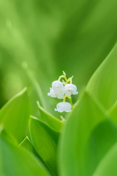 Bloeiende Lelie Van Vallei Convallaria Majalis Lentetuin Met Ondiepe Focus — Stockfoto