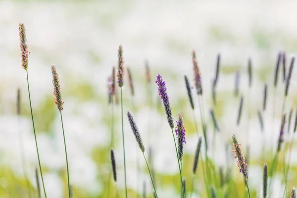 Lente Gras Witte Bloeiende Bokeh Achtergrond Lente Achtergrond — Stockfoto