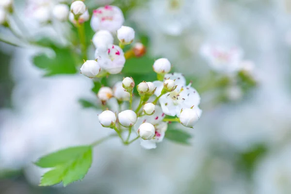 Detail Twig Midland Hawthorn Crataegus Laevigata White Flowering Tree Springtime — Stock Photo, Image