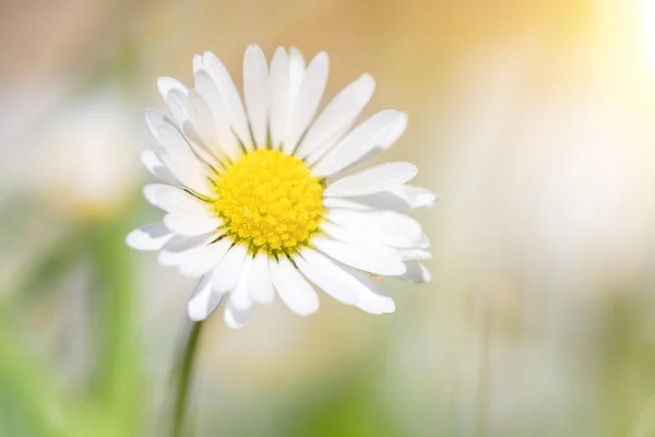 小雏菊 Bellis Perennis 开在绿色草坪上 阳光普照 是春天的象征 — 图库照片