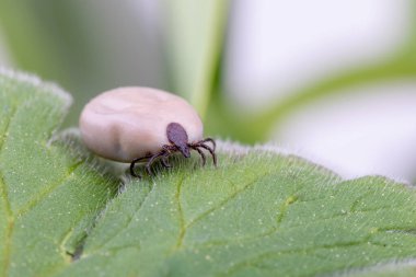 Kene (Ixodes ricinus) yeşil yaprak üzerinde yürür. Tehlike böceği, Lyme hastalığının nedensel faktörleri ve kene kaynaklı beyin iltihabı gibi hem bakteriyel hem de viral patojenleri yayabilir..