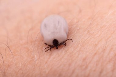 Tik (Ixodes ricinus) insan derisi kanla doludur. Tehlike böceği, Lyme hastalığının nedensel faktörleri ve kene kaynaklı beyin iltihabı gibi hem bakteriyel hem de viral patojenleri yayabilir..
