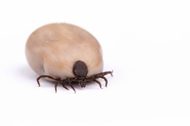 Kene (Ixodes ricinus) beyazın üzerinde izole edilmiş kanla dolu. Tehlike böceği, Lyme hastalığının nedensel faktörleri ve kene kaynaklı beyin iltihabı gibi hem bakteriyel hem de viral patojenleri yayabilir..