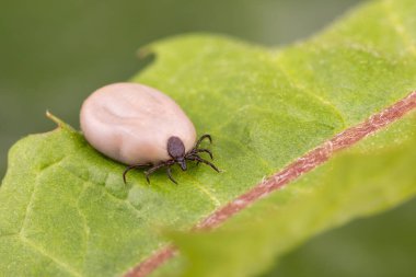 Kene (Ixodes ricinus) yeşil yaprak üzerinde yürür. Tehlike böceği, Lyme hastalığının nedensel faktörleri ve kene kaynaklı beyin iltihabı gibi hem bakteriyel hem de viral patojenleri yayabilir..