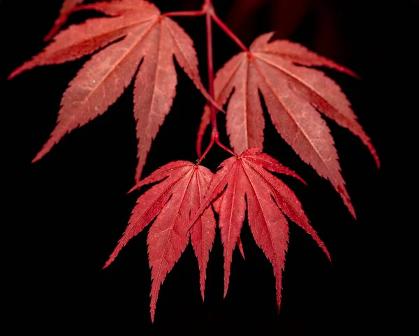 Rotes Ahornblatt Auf Schwarz Für Natürlichen Hintergrund Schöne Tapeten Oder — Stockfoto