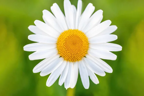 Primer Plano Flores Marguerita Blanca Prado Flor También Llama Margarita — Foto de Stock