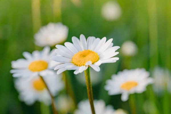 Gros Plan Fleurs Marguerite Blanche Dans Prairie Fleur Est Aussi — Photo